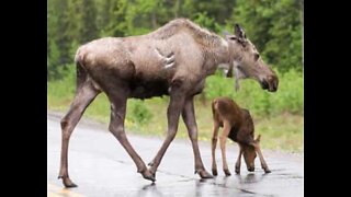 Alce e seus filhotes flagrados fugindo do trânsito no Alasca
