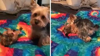 Gentle Yorkie dad preciously plays with his puppy