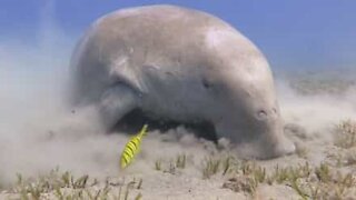 Diver has incredible close encounter with dugong