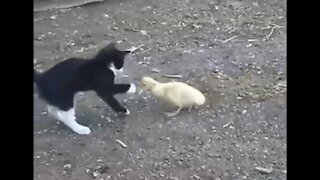 Funny duck playing with cat