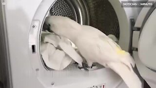 Cacatua ajuda a tirar roupa lavada da máquina
