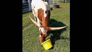 Texas Longhorn Heifer