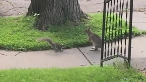 For Anyone Wondering If Rabbits And Squirrels Get Along In The Wild, Check THIS Out!