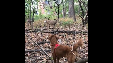 Golden Retriever meets deer while on a walk