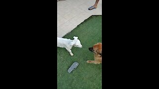 Dog And Goat Become Instant Best Friends