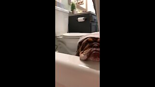 Jealous bulldogs really want to join their owner for a bath
