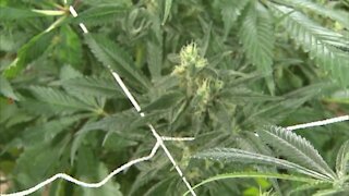 Kansas medical marijuana bill advances out of committee