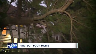 Local arborist explains what to do to prevent tree damage, costly repairs to your home
