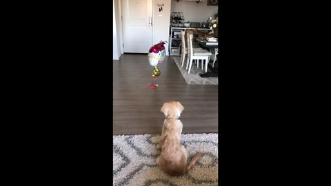 Puppy skeptical of balloons, attempts to make contact