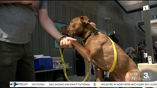 Omaha Police, Fire and Nebraska Humane Society team up for pet adoption event