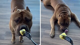 Massive pit bull tries pineapple for the first time