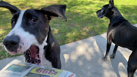 Great Danes work on their newspaper delivery techniques