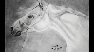 Drawing White Horse.