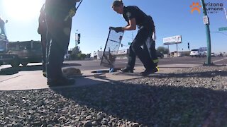 Phoenix firefighters, AHS save kitten from storm drain after two-day rescue