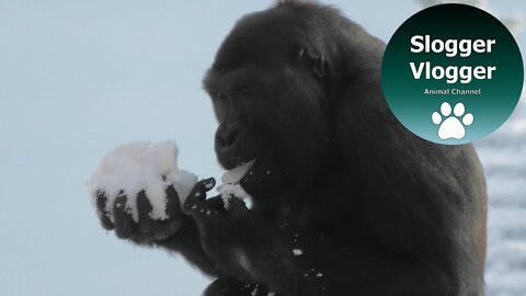 Gorilla Lope Loves His Snow Snack