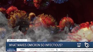 In-Depth: What makes omicron so infectious?
