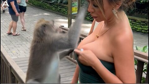 This Handsy Monkey Nearly Pulled Down Peruvian Model’s Top