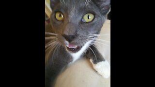Crazy cat with plastic bag watch till the end