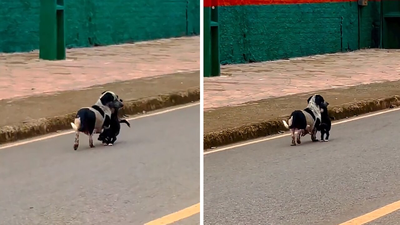 Mother Dog Carries Her Pup Off The Streets