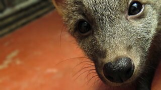Adorable rescued Crab-eating Fox pup wants to catch what's making the weird noise