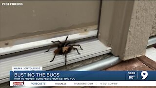 How you can prevent bugs from taking over your home