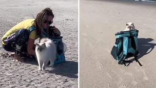 Guy trains his cat to walk alongside him at the beach