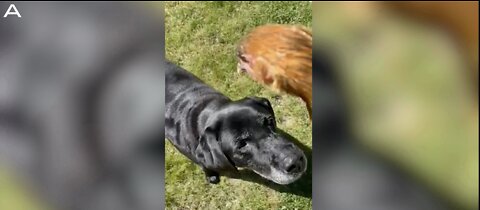 Watch As This Adorable Pup Gets Scared By A Chicken