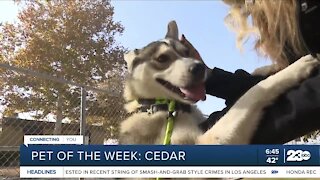 Pet of the week: Cedar