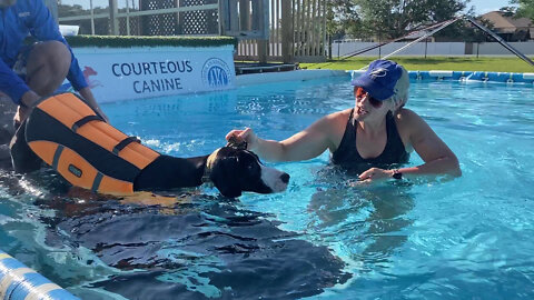 Happy Great Dane Puppy Enjoys Her First Swimming Lesson
