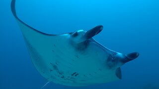 Scuba diver finds herself in the path of incoming giant manta rays