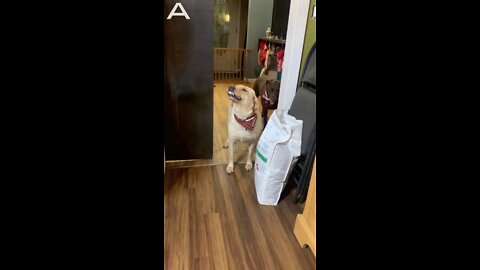 Dog Tries to Sneak into the Kitchen by Smiling Her Way In