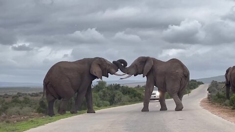 Sparring bull elephants cause traffic jam on the road
