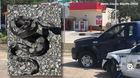 Woman throws rubber snake at Martin County deputy after chase