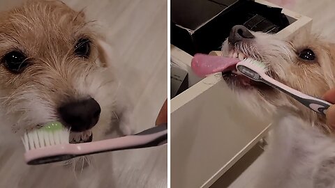 Jack Russell Terrier Knows How To Brush Her Teeth