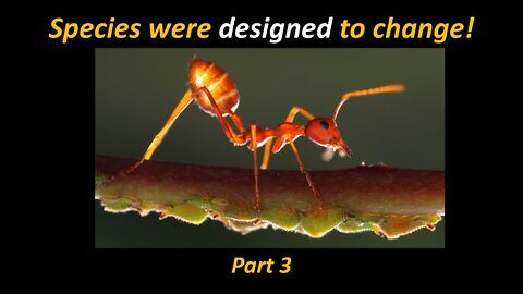 Classifying the created kinds leads to fascinating results (Species Were Designed to Change, part 3)