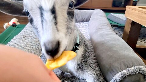 Goat with neurological disorder earns her unusual snacks
