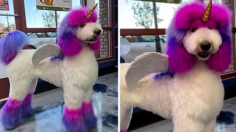 Beautiful poodle is the perfect rainbow Alicorn