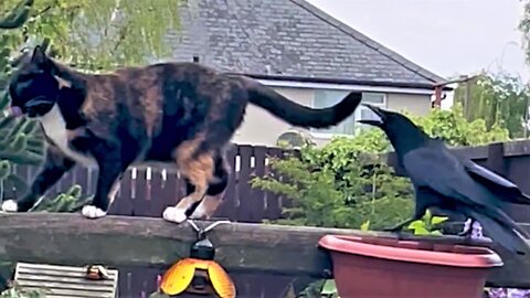 Cheeky Wild Crow Tries To Play With Annoyed Cat's Tail