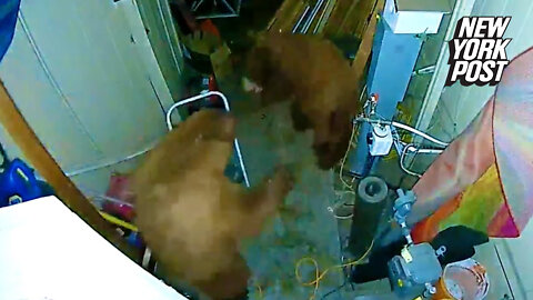 Bear fight breaks out in woman's Lake Tahoe shed