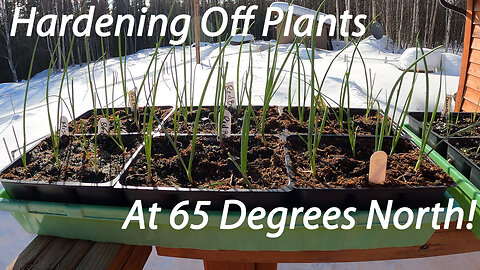 Hardening Off Seed Grown Vegetables & Flowers In Cold Climates