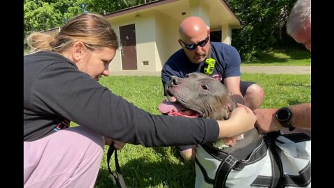 Crews rescue 11-year-old dog from Cincinnati park sewer