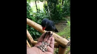 Wild tropical bird eats out of human's hand in epic slow motion