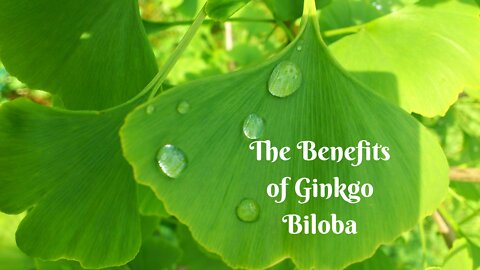 Ginkgo Biloba for Brain Fog, Microwave Sickness, Inflammation, & So Much More!