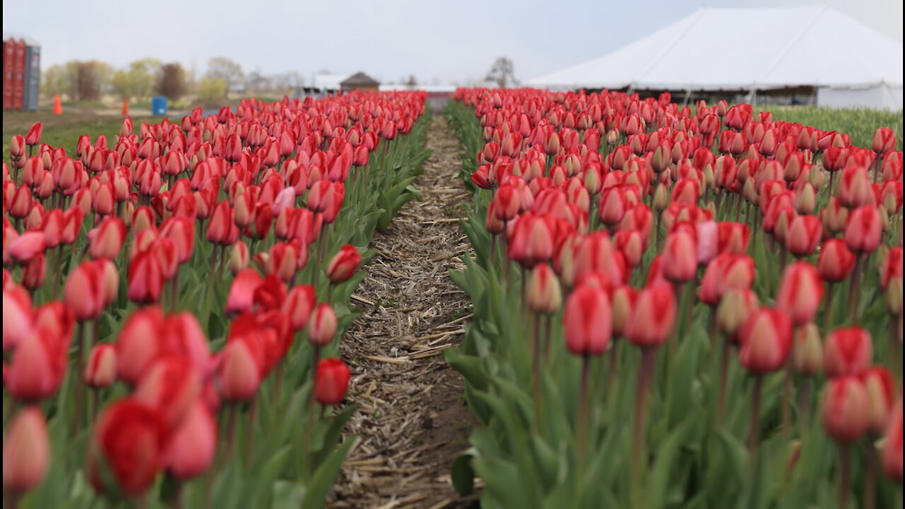 Richardson Farm 300,000 tulip bulb festival bursts with color