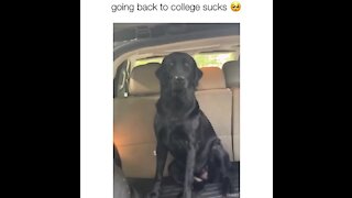 Dog wants to go to college with owner, jumps in back of car