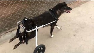 Handikappede hunder får rullestoler slik at de kan gå igjen