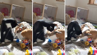 Bunny and cat share a sweet moment together