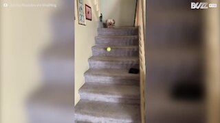 Ce chien peut jouer éternellement avec sa balle !