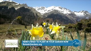 What Should You Plant In Your Garden? // Denver Botanic Gardens