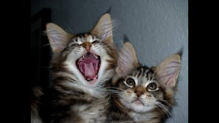 Cutest Scottish Fold Kittens hugs each other